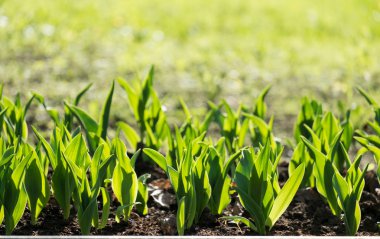 Güneşli bahar laleler