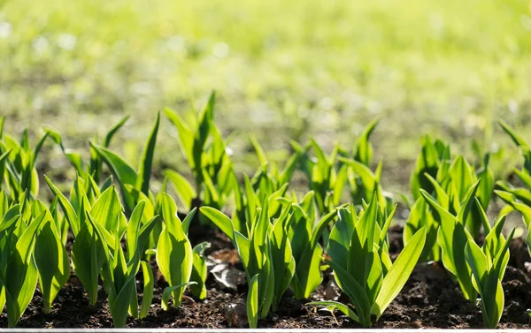 Güneşli bahar laleler