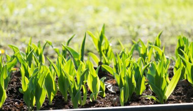 Güneşli bahar laleler