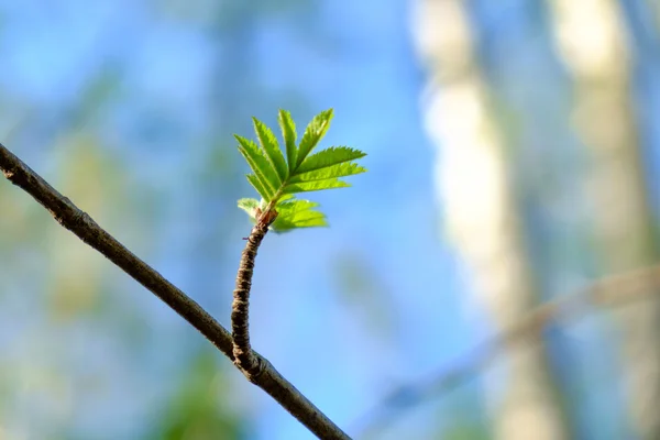 Spring young leaves — Stock Photo, Image