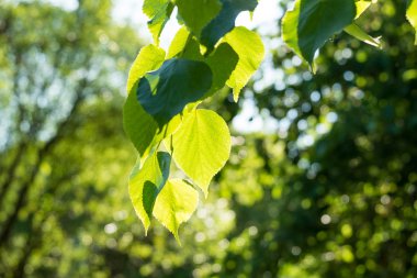 Günbatımı yapraklarda