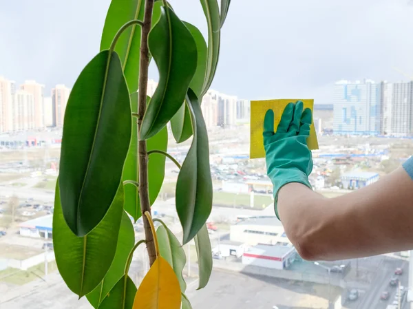 Man cleaning window — Stock Photo, Image