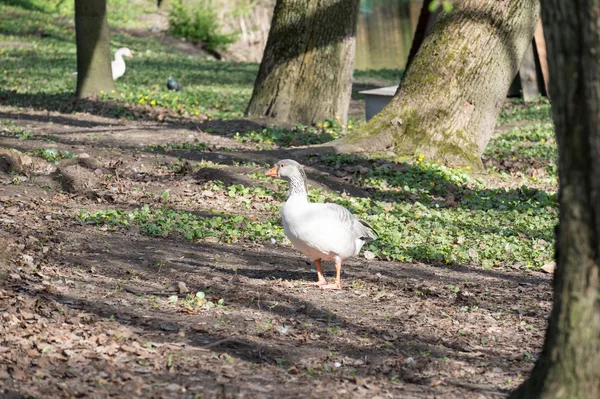 Ganso en la granja — Foto de Stock