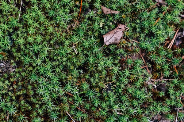 Zielone Liście Tła Wzoru Naturalne Tło Lasu Organicznego — Zdjęcie stockowe