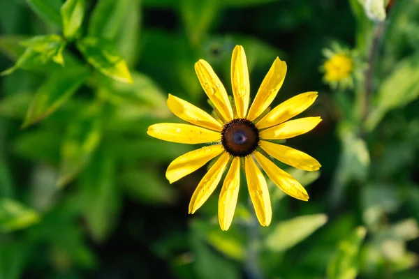 Rudbeckia Hirta amarilla también conocida como Susan de ojos negros o de ojos marrones — Foto de Stock