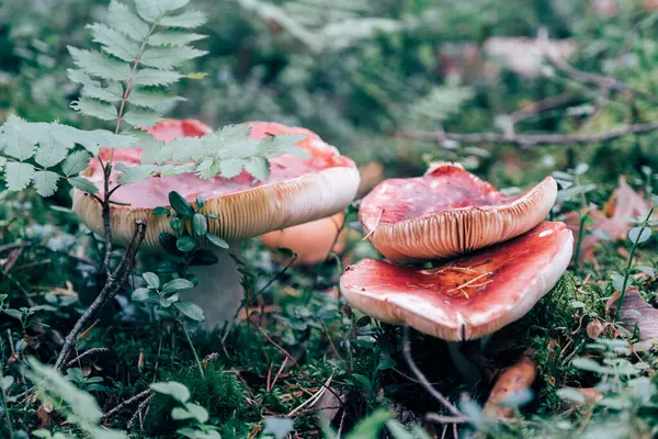 森の中の赤いルスラキノコ。自然パターン — ストック写真