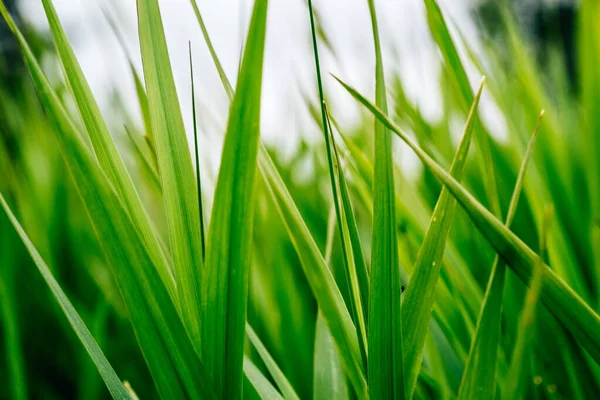 Fresh green grass texture background. Natural pattern — Stock Photo, Image