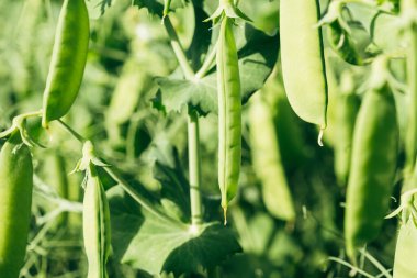 Taze yeşil bezelye kabukları bezelye bitkilerinin üzerinde