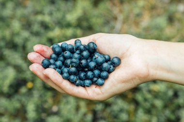 Kadın elleri olgun yaban mersini topluyor. Avuç dolusu dut