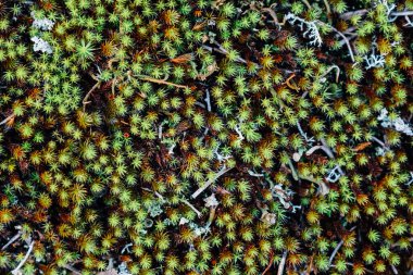 Yeşil yapraklar ve yaz ormanı geçmişi