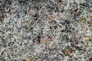 Soyut gri orman geçmişi. Doğal yaz döngüsü