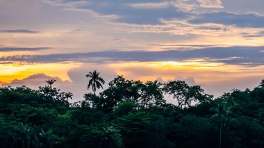 Gün batımında palmiye ağaçları olan orman silueti.