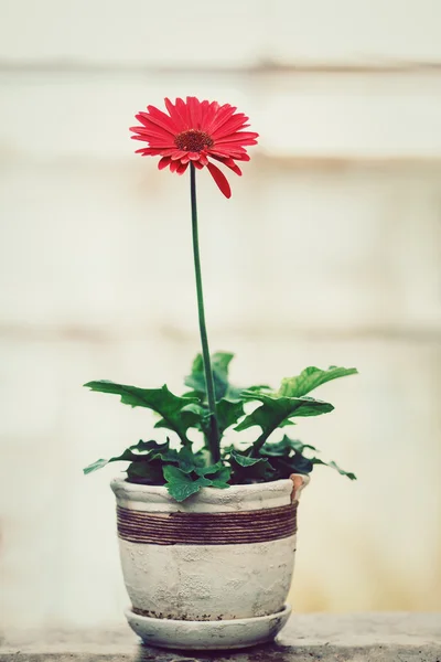 Flower  red gerber in white pot — Stock Photo, Image