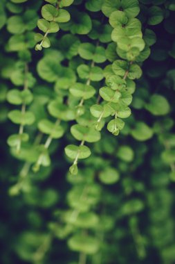 Güzel peri rüya sihirli ışık sarı yeşil yaprakları yeşillik, retro vintage tarzı etkisi instagram filtreleri ile tonda, yumuşak seçici odak, bulanık arka plan, metin için copyspace