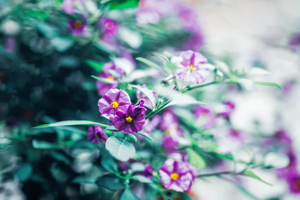 Belles fleurs féeriques violettes magiques de rêve aux feuilles vert clair, tonifiées avec des filtres instagram dans un style vintage rétro, effet film, tons pastel pâles, mise au point sélective douce, fond flou — Photo