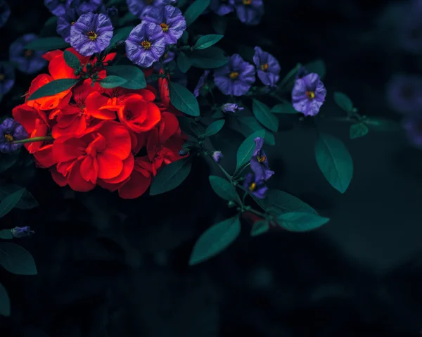 Bella fata sognante magico rosso rubino e viola fiori con foglie verde scuro, retrò colore vintage, soft focus selettivo, sfondo sfocato, copyspace per il testo — Foto Stock