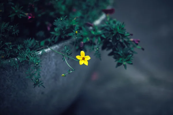 Bella fata sognante fiori magici gialli con foglie verde scuro in aiuola, tonica con filtri instagram in stile vintage effetto retrò, soft focus selettivo, sfondo sfocato, copyspace per il testo — Foto Stock