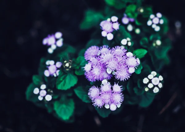 Lindas flores roxas mágicas de fadas sonhadoras com folhas verdes brilhantes, tonificadas com filtros instagram em efeito retro estilo vintage, foco seletivo suave, fundo embaçado — Fotografia de Stock