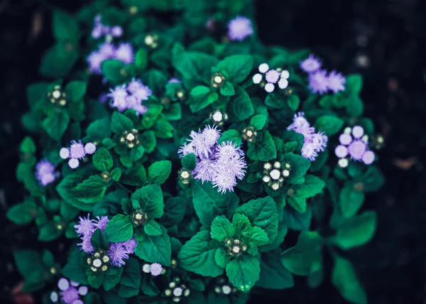 Belles fleurs féeriques violettes magiques de rêve avec des feuilles vert vif, tonique avec des filtres instagram dans un effet de style vintage rétro, mise au point sélective douce, fond flou — Photo