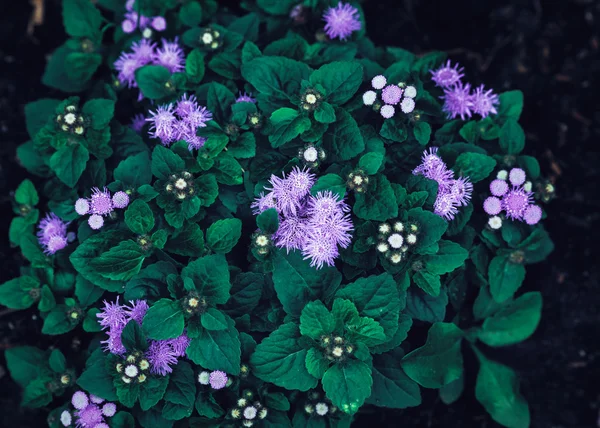 Beautiful fairy dreamy magic purple flowers with bright green leaves, toned with instagram filters in retro vintage style effect, soft selective focus, blurry background — Stock Image Beautiful fairy dreamy magic purple flowers with bright green leaves, toned with instagram filters in retro vintage style effect, soft selective focus, blurry background Stock Image
