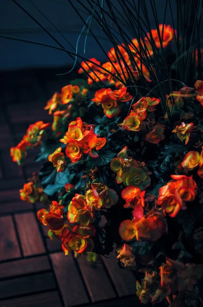 Linda fada sonhadora mágica flores vermelhas e amarelas com folhas verdes escuras, estilo vintage retro, efeito chique gasto, foco seletivo suave, fundo embaçado, espaço de cópia para texto — Fotografia de Stock
