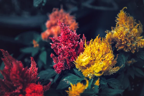 Linda fada sonhadora mágica flores vermelhas e amarelas com folhas verdes escuras, estilo vintage retro, foco seletivo suave, fundo embaçado, copyspace para texto — Fotografia de Stock