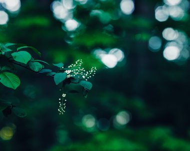 Beautiful fairy dreamy magic white jasmine or cherry flowers on tree branch in forest with dark green  leaves, retro vintage color, soft selective focus, blurry background with bokeh