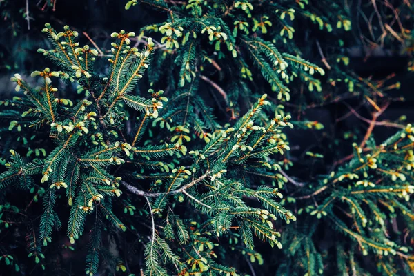 Gröna tall grenar med nålar och kottar, strukturerad bakgrund, mörk lågmäld stämning, tonad med Instagram filter, filmeffekt — Stockfoto
