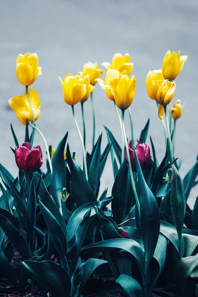 Linda fada sonhadora mágica amarelo roxo tulipa flores com folhas verdes escuras, tonificado com filtros instagram em estilo vintage retro, foco seletivo macio, copyspace para texto — Fotografia de Stock