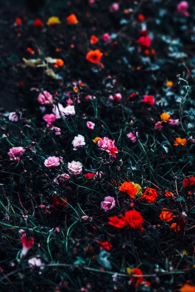 Linda fada sonhadora mágica amarelo vermelho rosa flores com folhas verdes escuras hastes no campo fora, tonificado com filtros instagram em retro efeito estilo vintage, foco seletivo suave, fundo embaçado — Fotografia de Stock