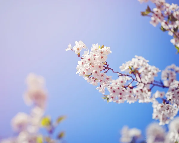Scheda con bella fioritura ramo albero bianco sakura fiori su sfondo cielo blu nel parco giardino esterno, copiare lo spazio per il testo — Foto Stock