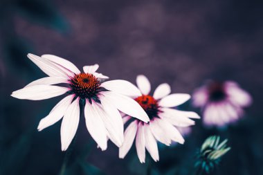 Güzel peri rüya gibi sihirli beyaz papatya çiçekleri ile koyu yeşil yaprakları, retro vintage renk, yumuşak seçici odak, boşaltmak için metin, yakın çekim makro çekim