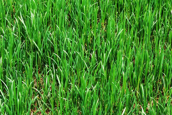 Närbild av gröna ljusa levande våren sommaren gräs, texturerat grön bakgrund — Stockfoto