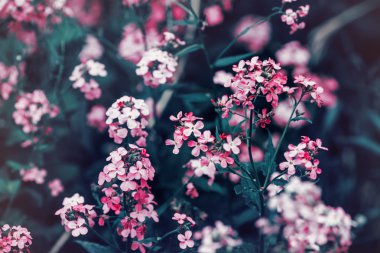 Beautiful fairy dreamy magic red pink flowers with dark green blue leaves, blurry background, toned with instagram filter in retro vintage color pastel, soft selective focus, shallow depth of field clipart
