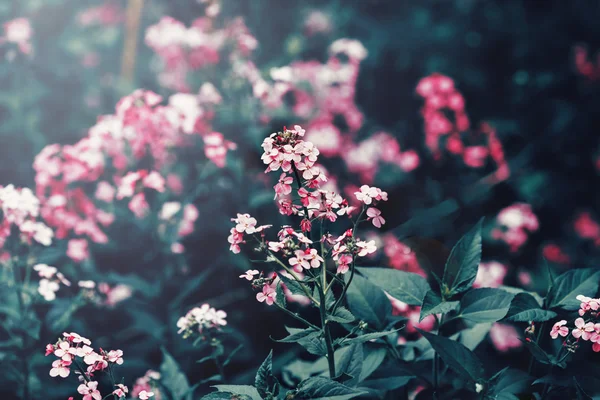 Linda fada sonhadora mágica vermelho flores cor-de-rosa com folhas verde-escuras, tonificado com filtro instagram em retro vintage lavado pastel, foco seletivo macio, chama do sol da lente, copyspace — Fotografia de Stock