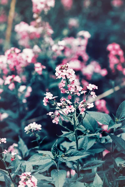 Belles fleurs féeriques magiques roses rouges avec des feuilles bleu-vert foncé, fond flou, tonique avec filtre instagram en pastel couleur vintage rétro, mise au point sélective douce, faible profondeur de champ — Photo