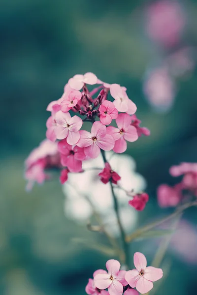 Beautiful fairy dreamy magic red pink flowers with dark green blue leaves, blurry background, toned with instagram filter in retro vintage color pastel, soft selective focus, shallow depth of field — Stock Photo, Image