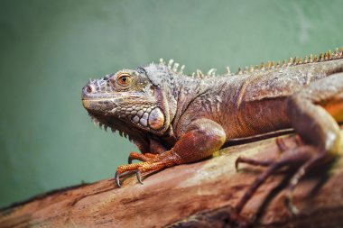 Portre portre Hayvanat Bahçesi, kertenkele reptilia ağaç türü bir ağaç üzerinde yeşil Amerikan ortak iguana