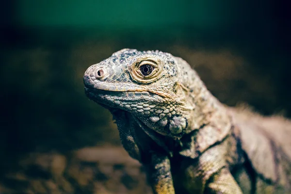 Closeup portrait of green American common iguana in zoo, arboreal species of lizard reptilia — Stock Photo, Image