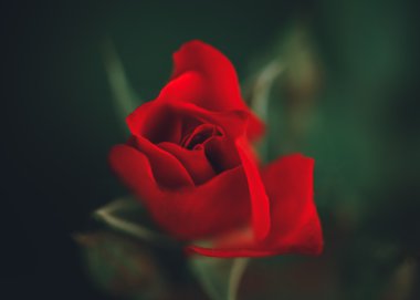 Güzel peri rüya gibi sihirli kırmızı koyu kırmızı gül çiçekler solmuş bulanık yeşil zemin üzerine tonda instagram filtreleri retro vintage tarzı film efekti, yumuşak seçici odak ile