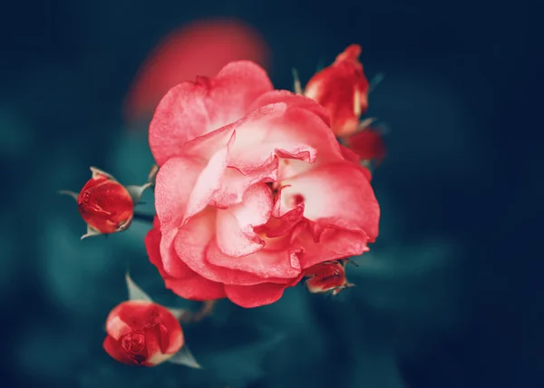 Beautiful fairy dreamy magic red crimson rose flowers on faded blurry green background, toned with instagram filters in retro vintage style with film effect, soft selective focus — Stock Photo, Image