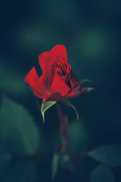 Güzel peri rüya gibi sihirli kırmızı koyu kırmızı gül çiçekler solmuş bulanık yeşil zemin üzerine tonda instagram filtreleri retro vintage tarzı film efekti, yumuşak seçici odak ile — Stok fotoğraf