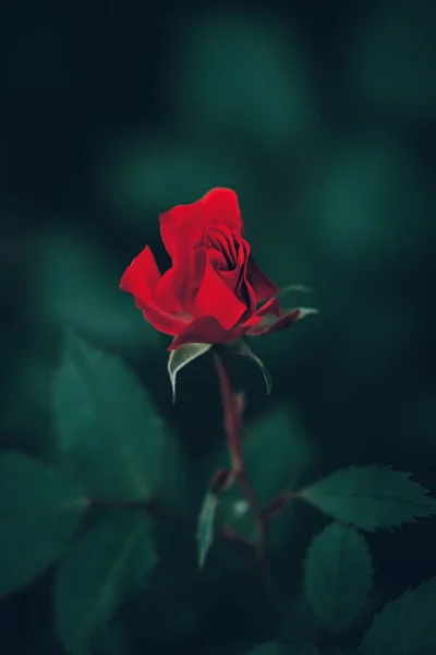 Güzel peri rüya gibi sihirli kırmızı koyu kırmızı gül çiçekler solmuş bulanık yeşil zemin üzerine tonda instagram filtreleri retro vintage tarzı film efekti, yumuşak seçici odak ile — Stok fotoğraf