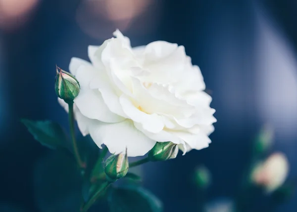 Güzel peri rüya gibi sihirli beyaz bej krem gül çiçek retro vintage tarzı film efekti, yumuşak seçici odak instagram filtrelerle tonda soluk bulanık yeşil mavi zemin üzerine, — Stok fotoğraf