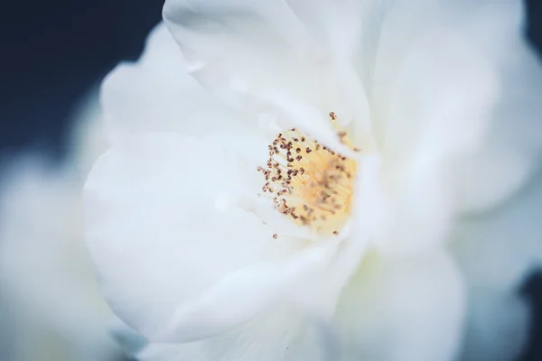 Красивая фея мечтательный волшебный белый бежевый кремовый розы цветы на выцветших расплывчато-зеленый синий фон, тонизированные с фильтрами Instagram в ретро винтажном стиле с эффектом фильма, мягкий избирательный фокус — стоковое фото
