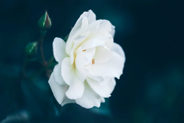 Bella fata sognante magico bianco beige cremoso rose fiori su sfondo sbiadito verde sfocato blu, tonica con filtri instagram in stile retrò vintage con effetto film, morbida messa a fuoco selettiva — Foto Stock