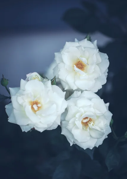 Flores de rosas cremosas — Fotografia de Stock