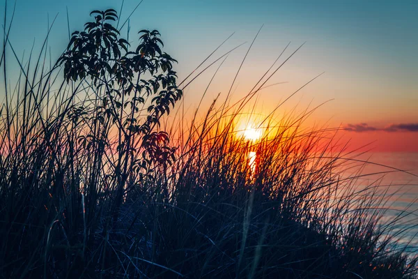 Beautiful evening sunset landscape at Canadian Ontario lake Huron in Pinery Park, orange blue red sky sun, view through grass, low angle. Amazing summer sunset view on the beach — Stock Photo, Image