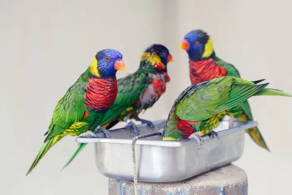 Gruppenschwärme Von Vielen Wenigen Lorikeet Papageien Die Sich Zoo Von — Stockfoto