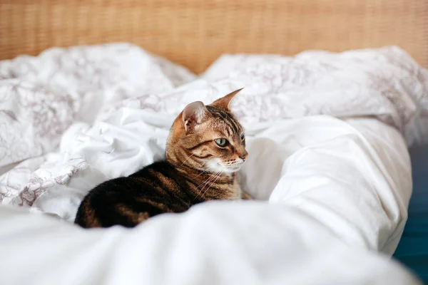 Beau Chat Couché Sur Lit Dans Chambre Coucher Maison Détendant — Photo